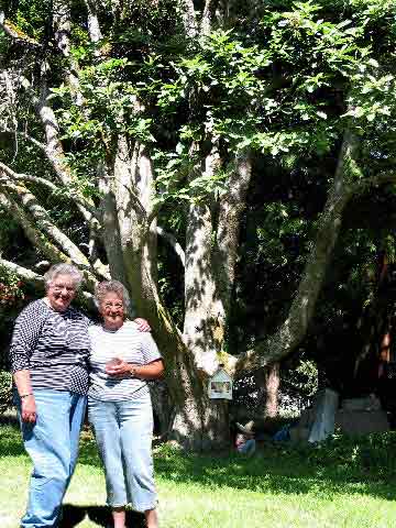 Sisters & Tree